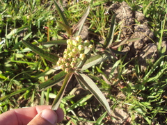 Asclepias mellodora