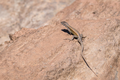 Liolaemus carlosgarini