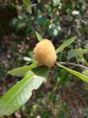 Heteroecus dasydactyli