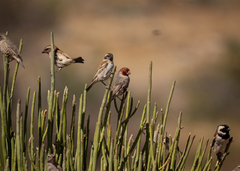 Amadina erythrocephala