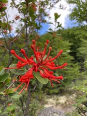Embothrium coccineum