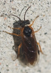 Monostegia abdominalis