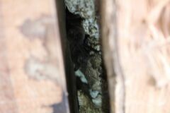 Nyctinomops laticaudatus