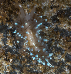 Antiopella cristata