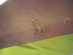 Chlorophorus annularis