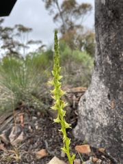 Prasophyllum validum