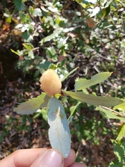 Heteroecus dasydactyli