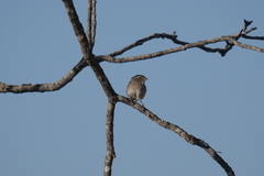 Ammodramus humeralis