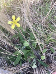 Ranunculus multiscapus
