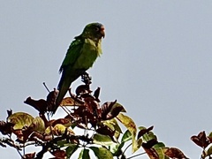 Eupsittula canicularis