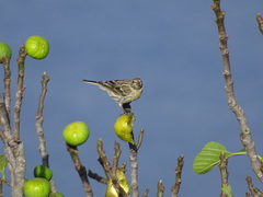 Serinus canaria canaria