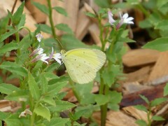 Eurema smilax