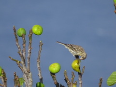 Serinus canaria canaria