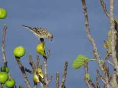 Serinus canaria canaria