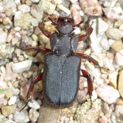 Cremastocheilus planipes