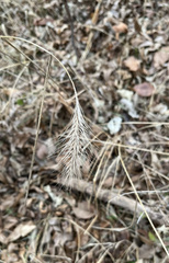 Elymus villosus