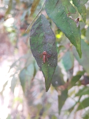 Hamadruas hieroglyphica