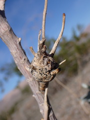 Asphondylia enceliae