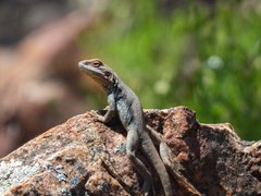 Ctenophorus modestus