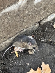 Peromyscus leucopus