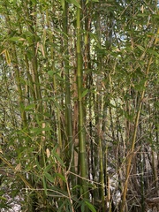 Phyllostachys