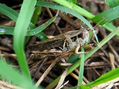 Melanoplus ponderosus
