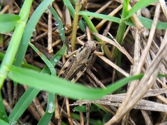 Melanoplus ponderosus