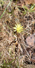 Grindelia lanceolata