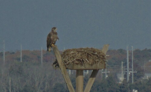 Bald Eagle photographed in New Jersey