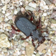 Cremastocheilus planipes