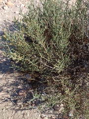 Hammada articulata