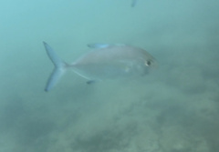 Caranx melampygus
