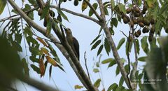 Melanerpes pygmaeus