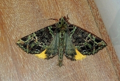 Charca canopus
