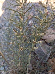 Hammada articulata
