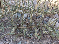 Hammada articulata