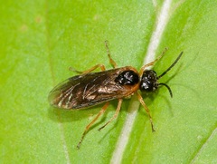 Monostegia abdominalis