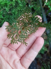 Hymenophyllum flexuosum