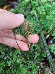 Hymenophyllum flexuosum