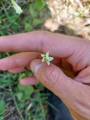 Convolvulus crenatifolius