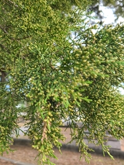 Juniperus virginiana