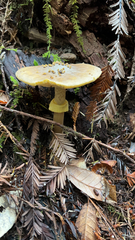 Amanita augusta