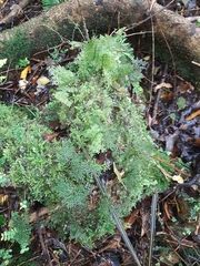 Hymenophyllum flexuosum