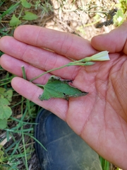 Convolvulus crenatifolius