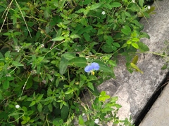 Commelina erecta