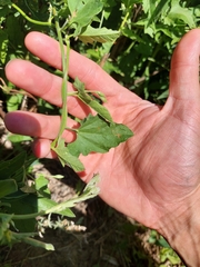 Convolvulus crenatifolius