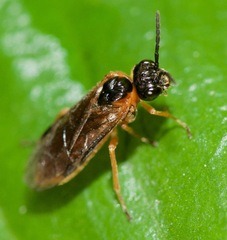 Monostegia abdominalis