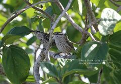 Campylorhynchus yucatanicus