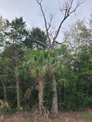 Sabal palmetto