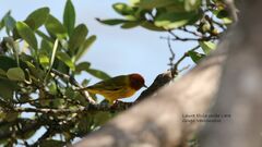 Setophaga petechia bryanti